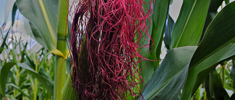 孕晚期需要喝玉米须煮水去胎毒吗,孕晚期有必要喝玉米须水去胎毒吗
