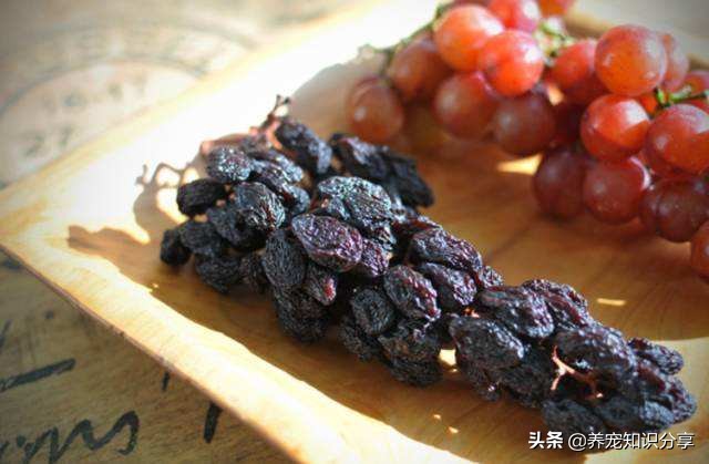 哪些水果对狗狗有用,狗吃太多水果有什么危害