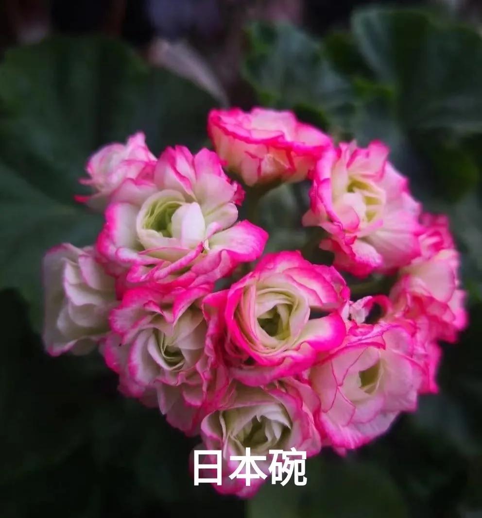 垂吊天竺葵哪些品种容易爆花,天竺葵羊宝和糖果双色哪个更爆花