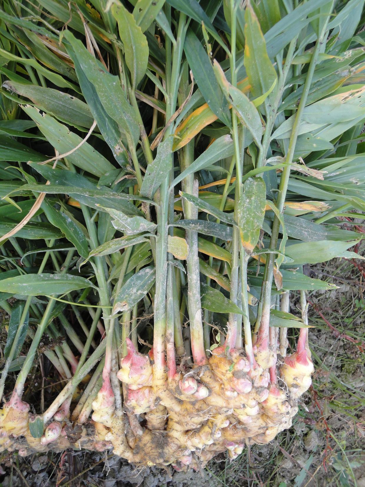 把姜种到花盆当绿植观赏,生姜无土盆栽观赏