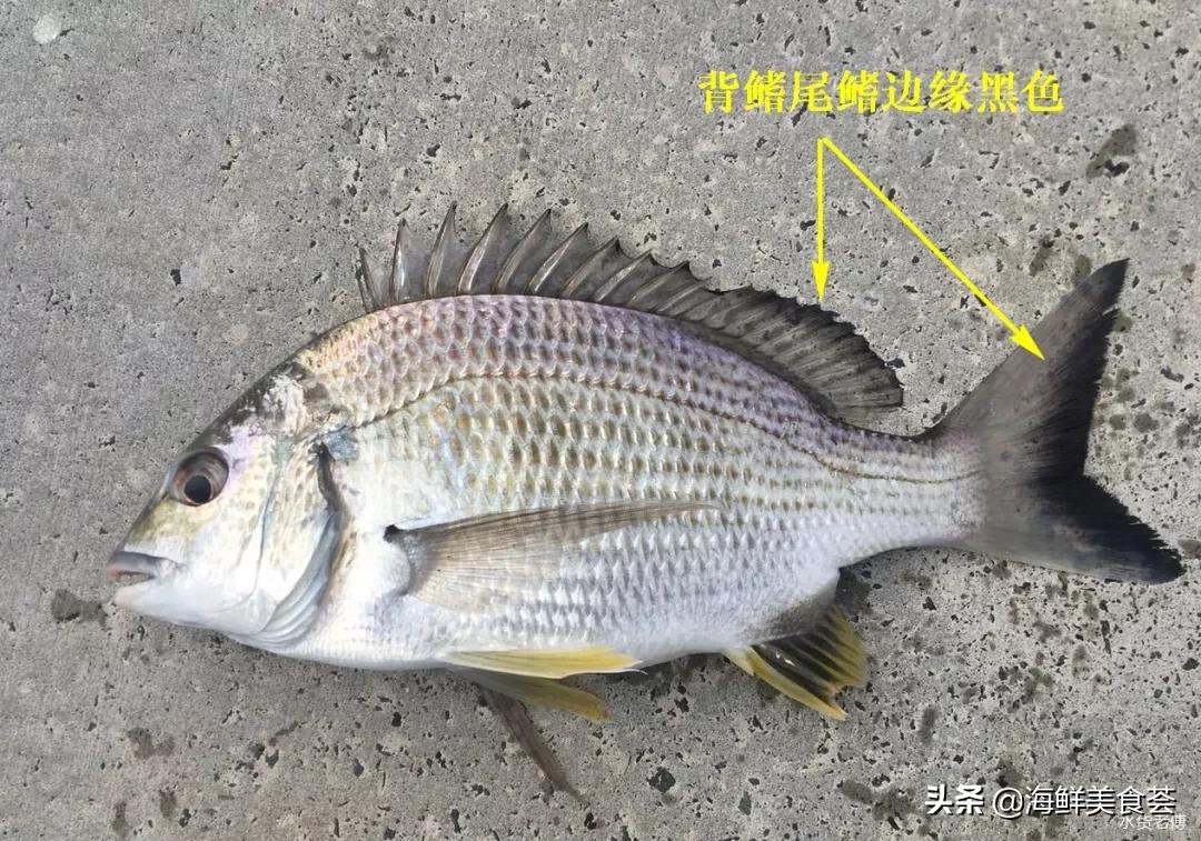 黄翅鱼如何分辨野生和养殖 (怎么看黄翅鱼是不是野生的)