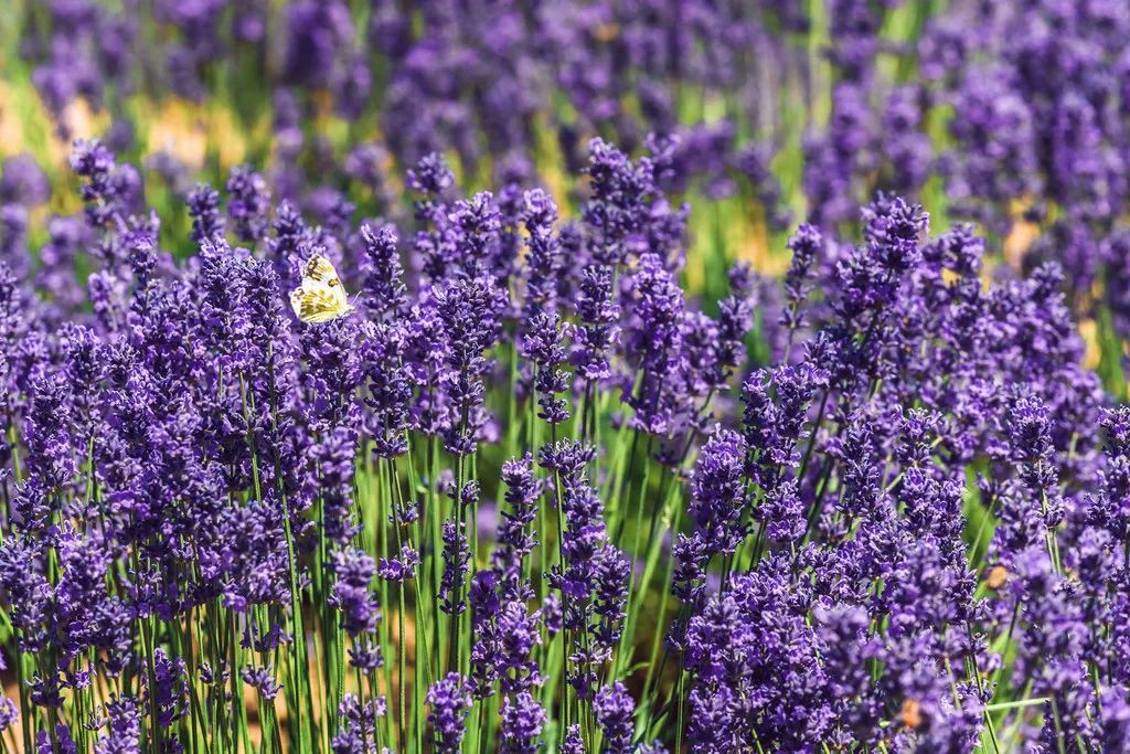 2019年度回顾都去过哪些地方,2019年还有62天你最想去哪里