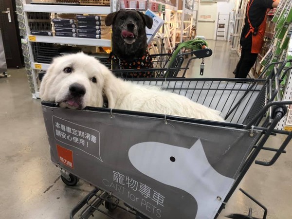 两台手推车被狗狗塞满，主人被迫手拿商品，这是在遛狗还是购物？