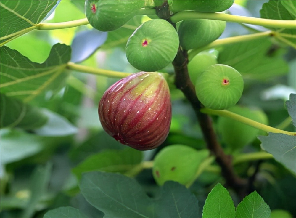 100种最毒的毒花,20种有毒的大毒花