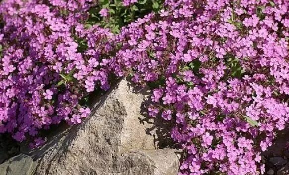 岩石花园景区,岩石园常用花卉