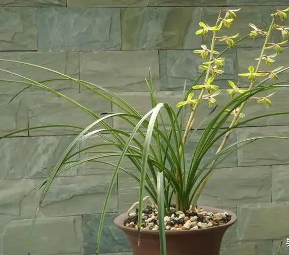 长寿梅蕙兰怎么种植,蕙兰老八种兰花哪一种最好