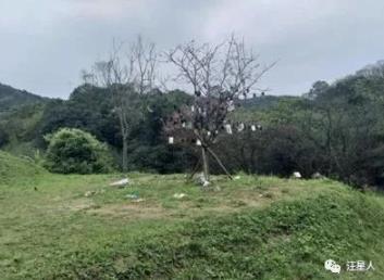 狗狗临终关怀,狗狗临死前的6大征兆铲屎官