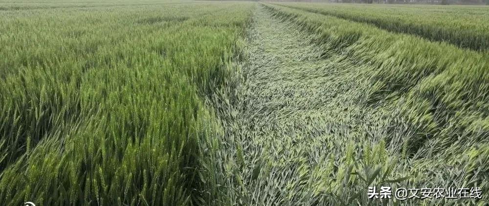 小麦穗子上的病害,小麦麦穗病害