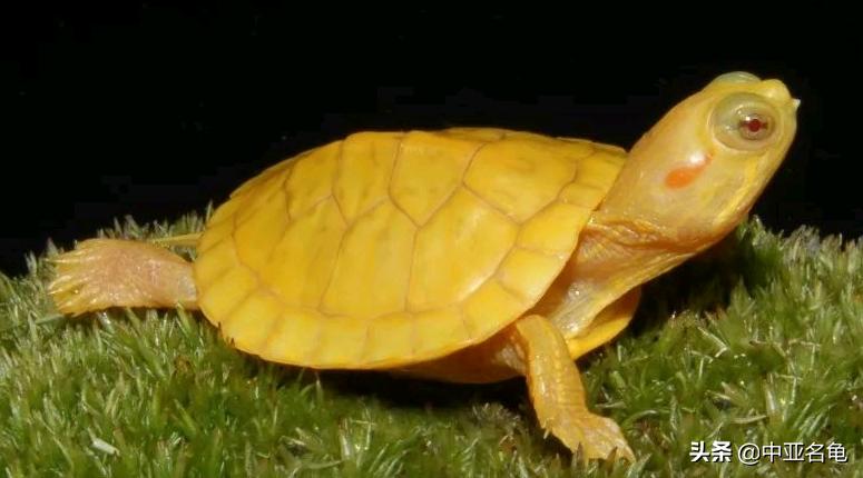 新手养水龟最好养什么龟,新手养半水龟哪个品种好