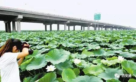 西安房子南郊还是北郊好,西安雁塔区属于南郊还是北郊