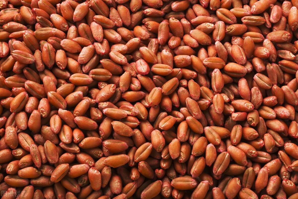 这个小麦新品种,高产又抗倒!亩产600公斤左右!适合哪里种植?