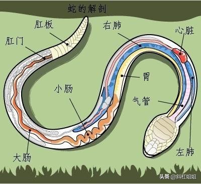 打蛇为什么要七寸，把头打烂没毒牙，还不够安全吗？