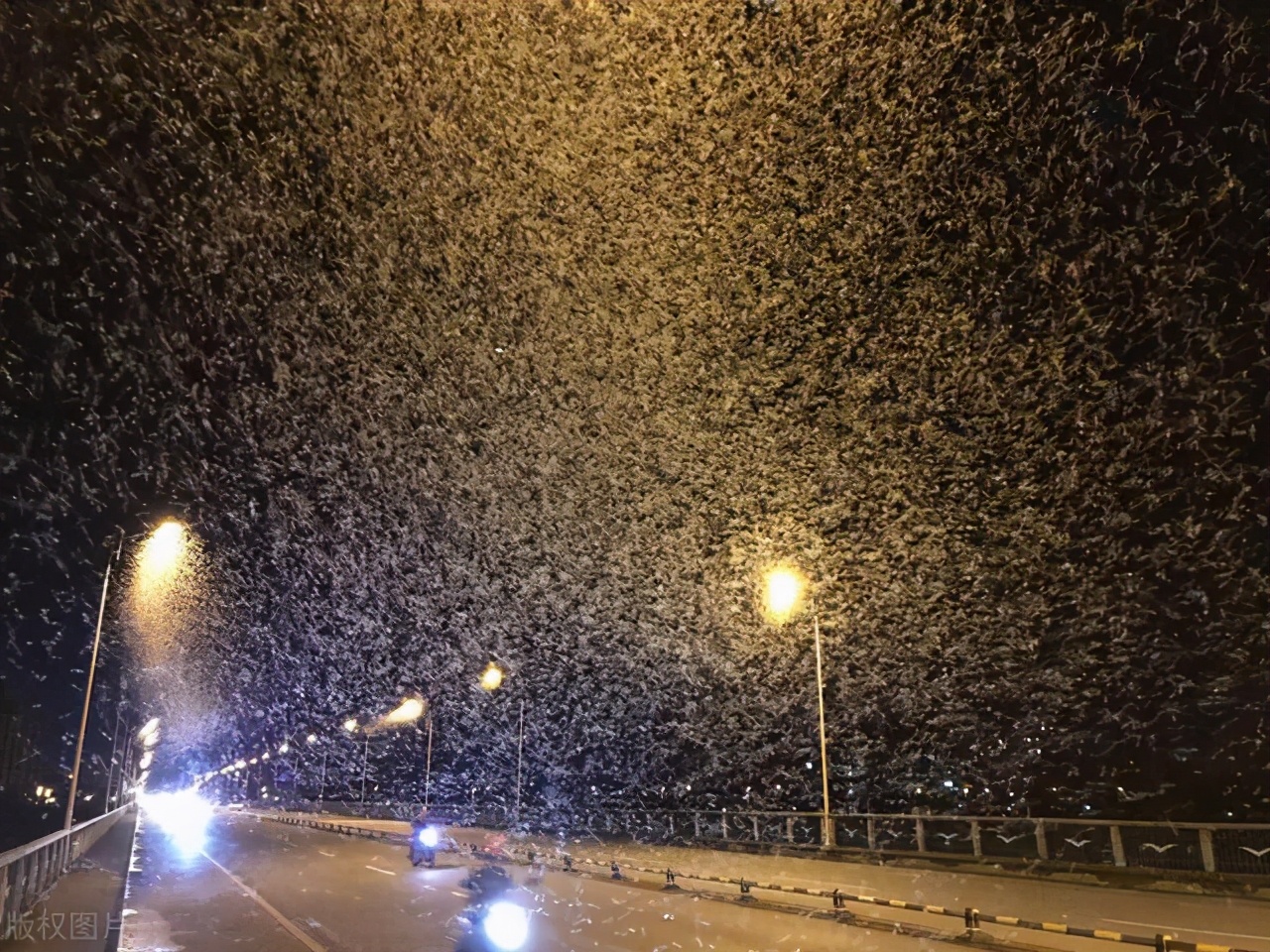 邓州大量飞蛾聚集的原因,邓州一桥面出现大量飞蛾