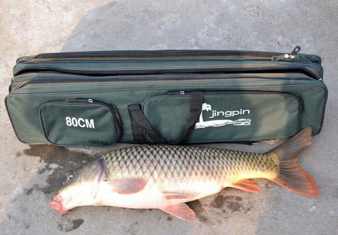 钓鱼人的困惑,这种健鲤和平常鲤鱼不一样吗?