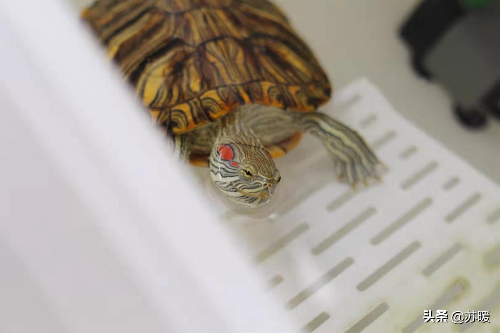 养巴西龟的十大小技巧,新手养红耳巴西龟怎么养