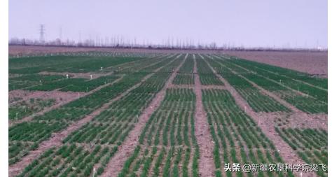 盐碱地小麦什么时候浇返青水最好,小麦地盐碱化