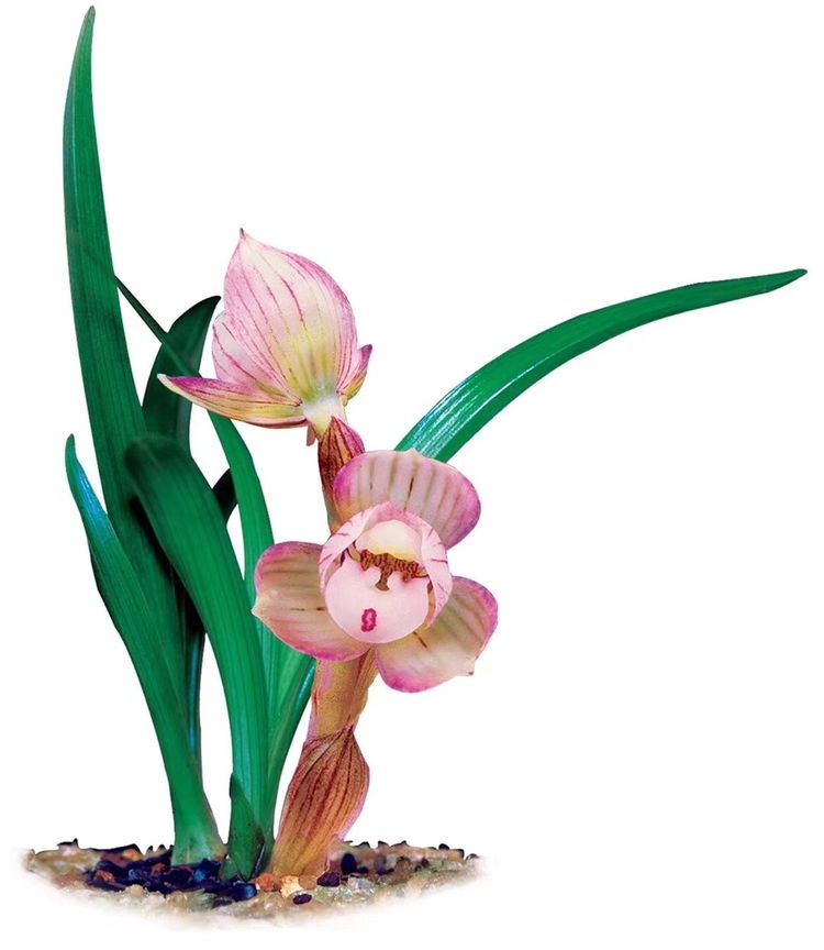 春兰荷瓣艺草名品欣赏,春兰荷瓣名品兰花价格