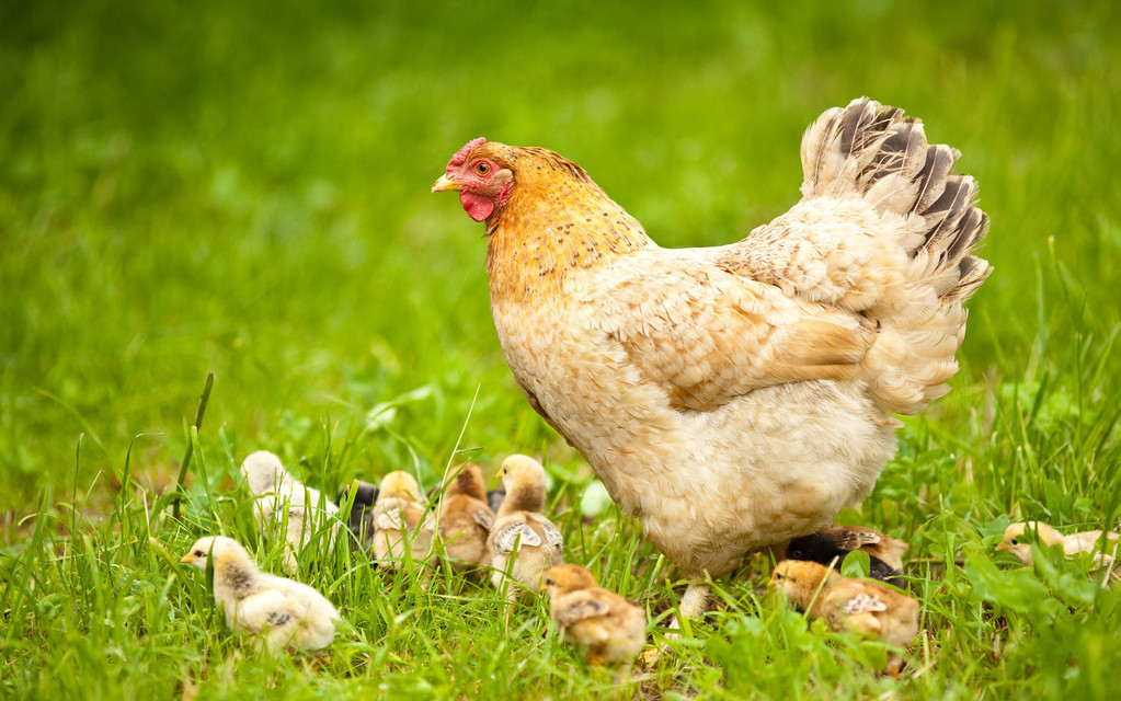 冬季蛋鸡饲养管理需要注意些什么,海兰褐商品代蛋鸡饲养管理手册