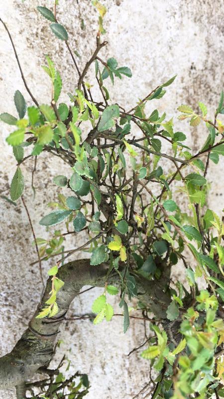 苹果盆景修剪技巧图解,新手也能学会的修剪盆景技巧