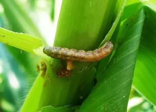 高氯甲维盐杀虫几天死虫,甲维盐杀虫多长时间见到效果