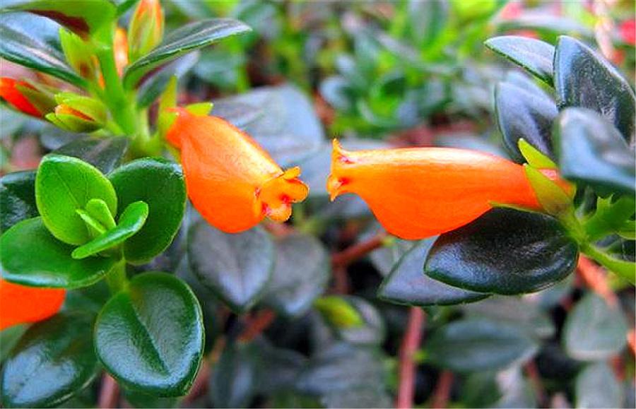 金鱼吊兰在花期需要控水吗,金鱼吊兰开花期间怎么浇水