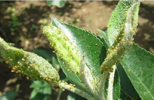 桃树介壳虫防治,桃树谢花后打介壳虫的药能不能用