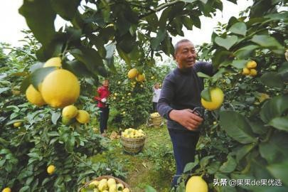 四川安岳黄柠檬现摘皮薄多汁,安岳黄柠檬大果1斤新鲜柠檬现摘