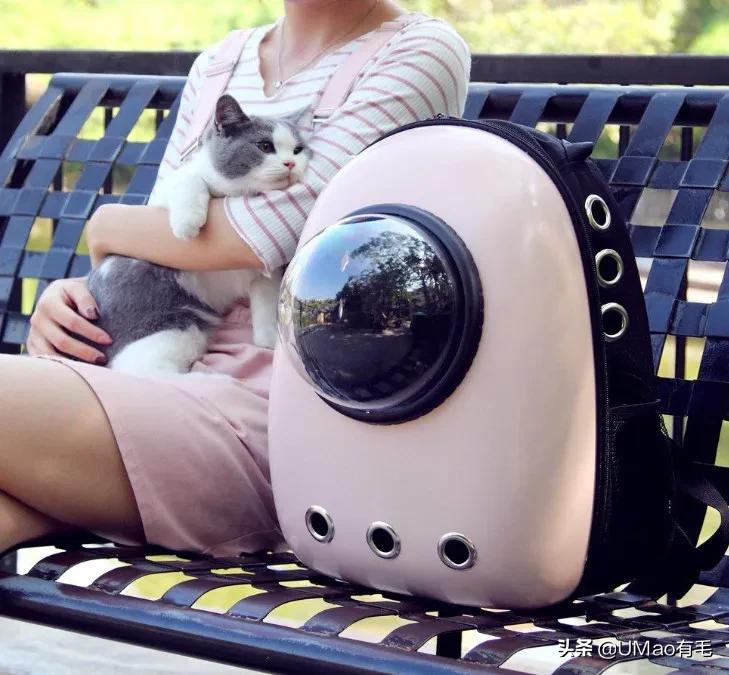 小猫咪很容易被吓一跳怎么办,小猫咪很容易被吓一跳