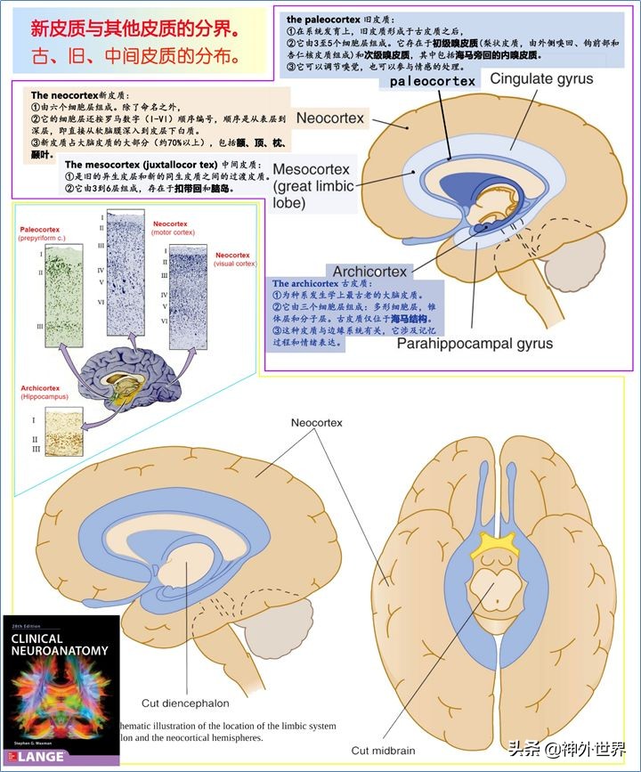 大脑皮质的功能定位总结,基础心理学神经系统的结构及功能