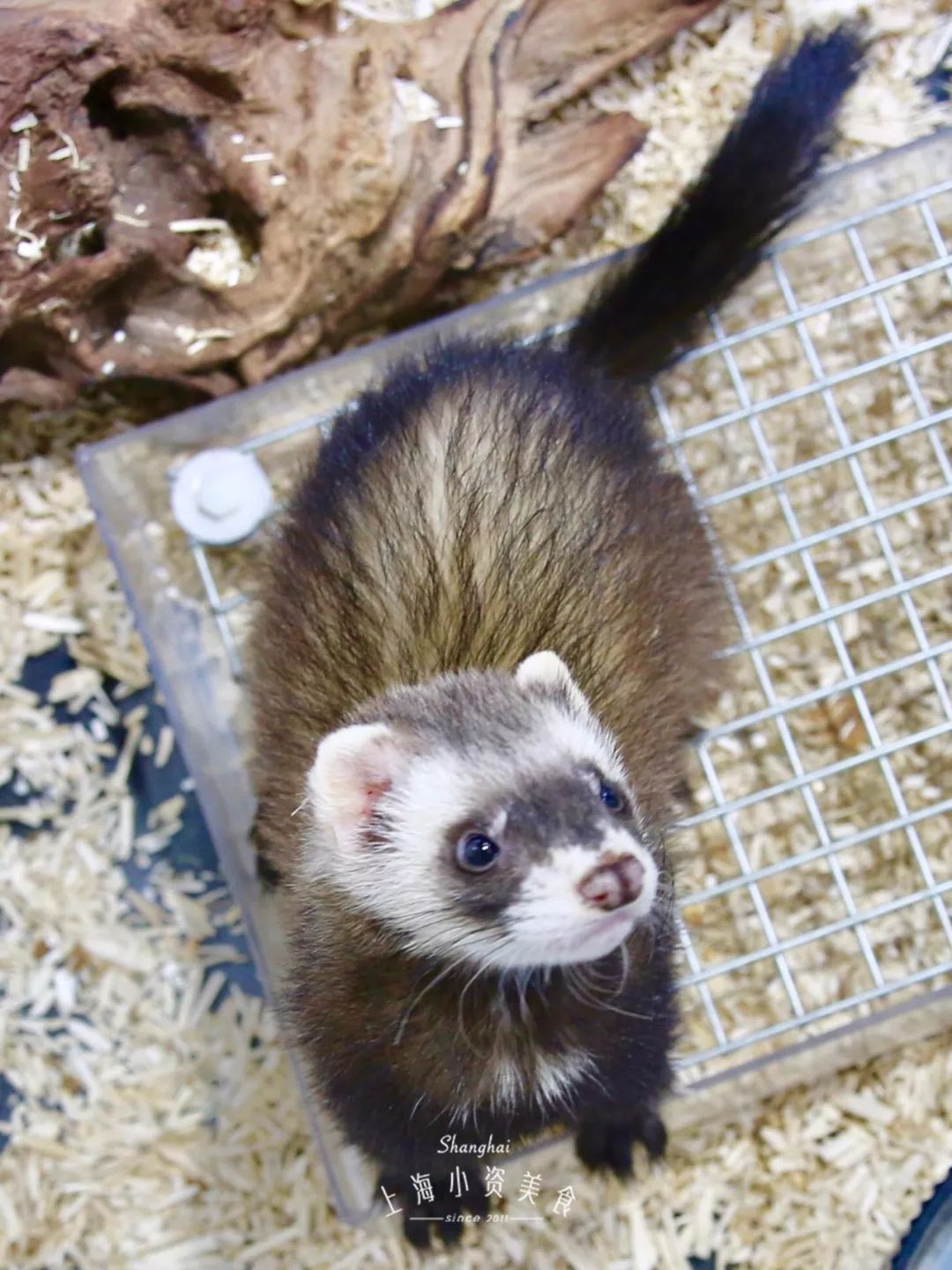 2019宠物排名,2022宠物排行榜