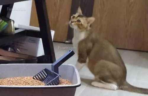 猫咪在家乱撒尿怎么办,猫咪乱撒尿打它有用吗