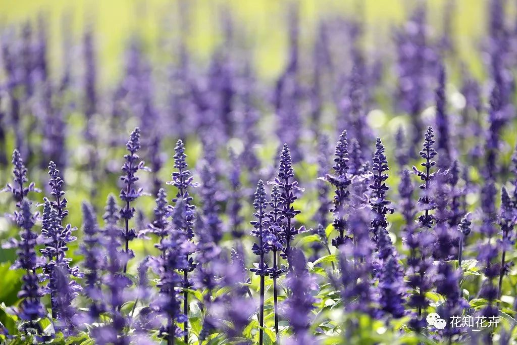 衣草精油真假辨别方法视频,薰衣草真假辨别图解大全