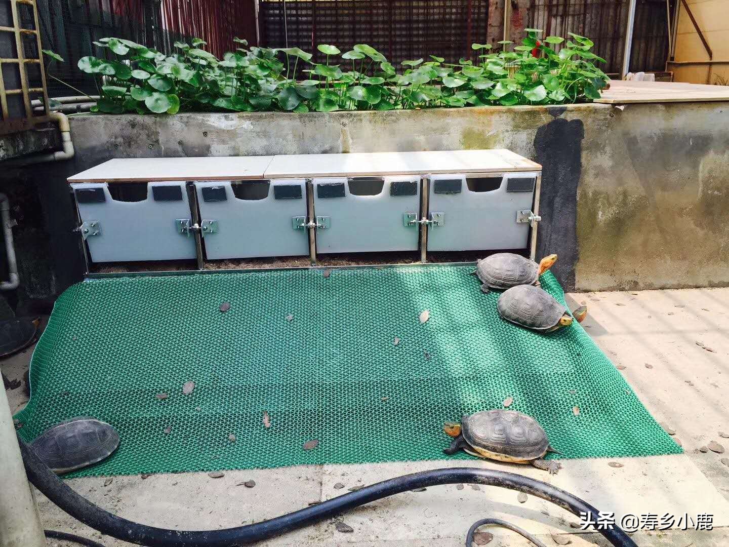 石金钱龟产蛋怎么回事,石金钱龟吃蛋怎么办