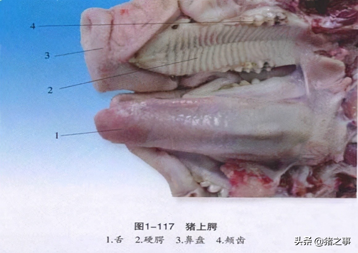 养猪人要懂的知识,生猪养殖结构图