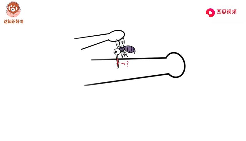 蚊子吸血被拍死针会留下吗,突然拍死蚊子针管会留在里面吗