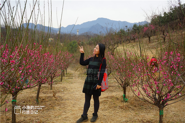 西安秦岭花海一日游,西安周末爬山赏花推荐
