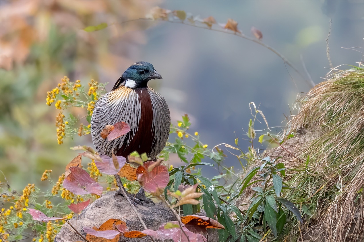 佳能r5和r5哪个更适合拍鸟,佳能eosr5适合拍鸟吗