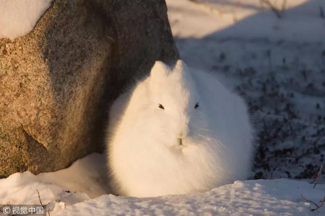认识鲨鱼斑马恐龙等10种动物,六角恐龙海底生物