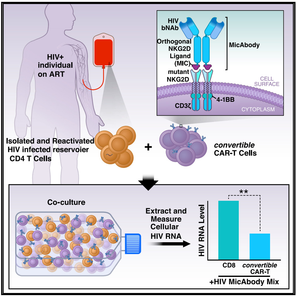 这种治愈癌症的新技术CAR-T，被改造后有望攻克艾滋病