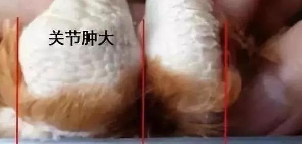 鸡关节炎是什么原因引起的,鸡关节肿变形不会走是什么病