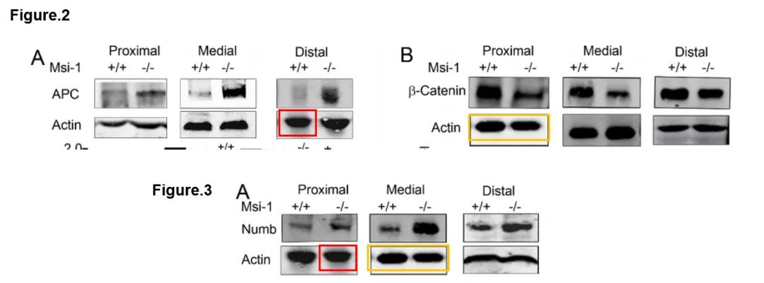 论文撤稿是真的假的,论文图表造假会不会看出来