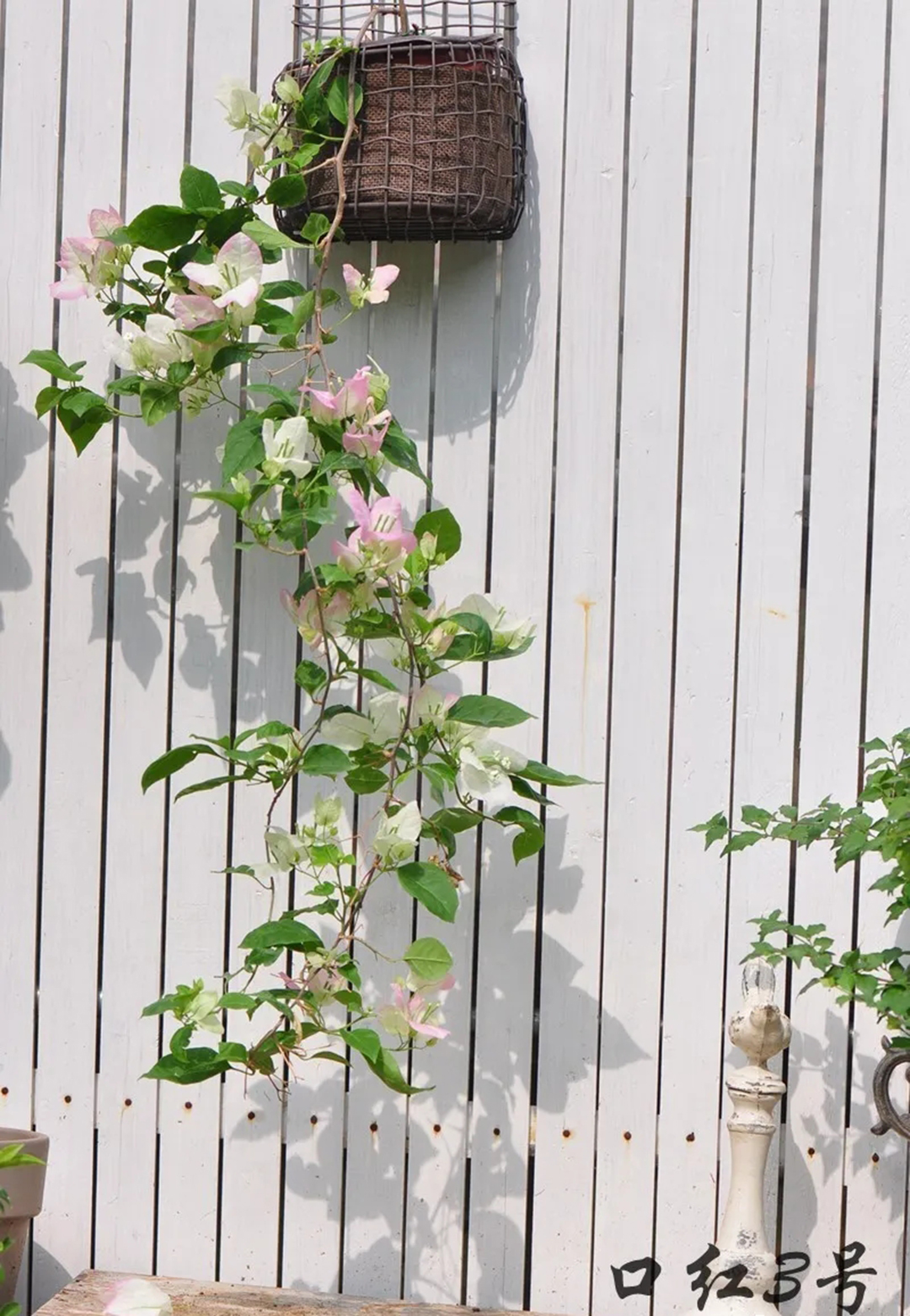 三角梅牵引爬墙修剪,三角梅垂枝牵引