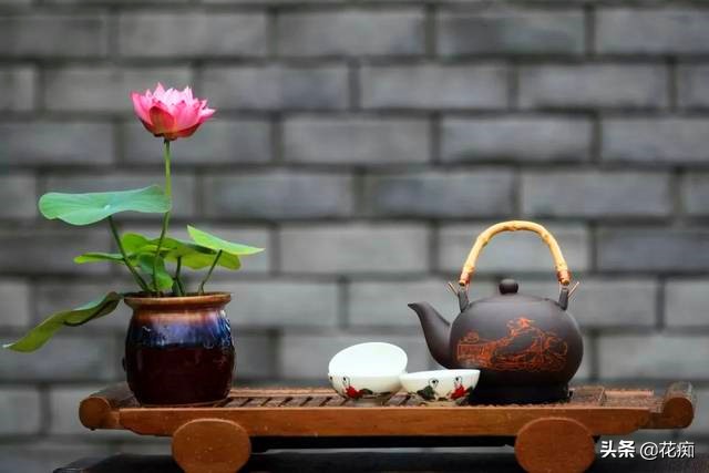 碗莲种藕种几棵好养活呢,碗莲种藕种了一个星期不长叶