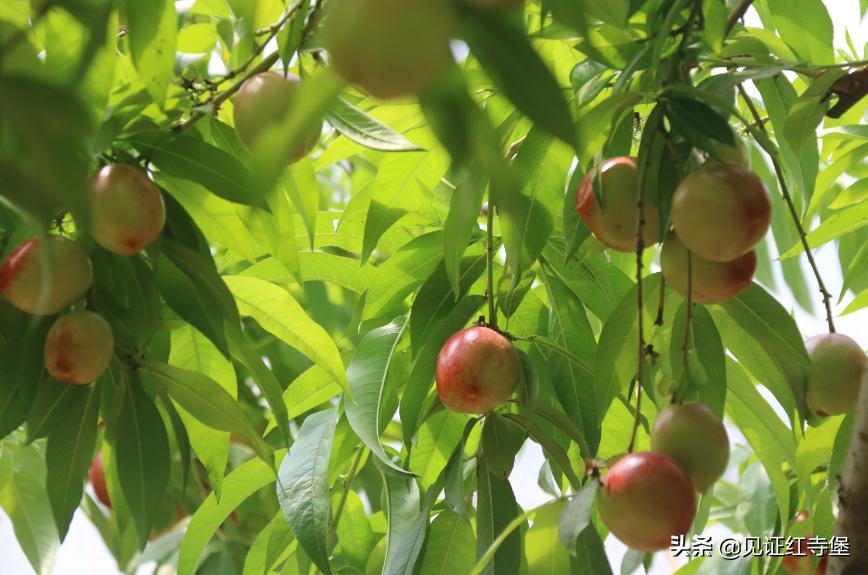高堡油桃,红寺堡油桃采摘