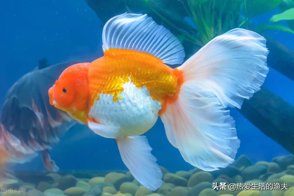 金鱼容易生病怎么办,金鱼要怎么养才能活得更久