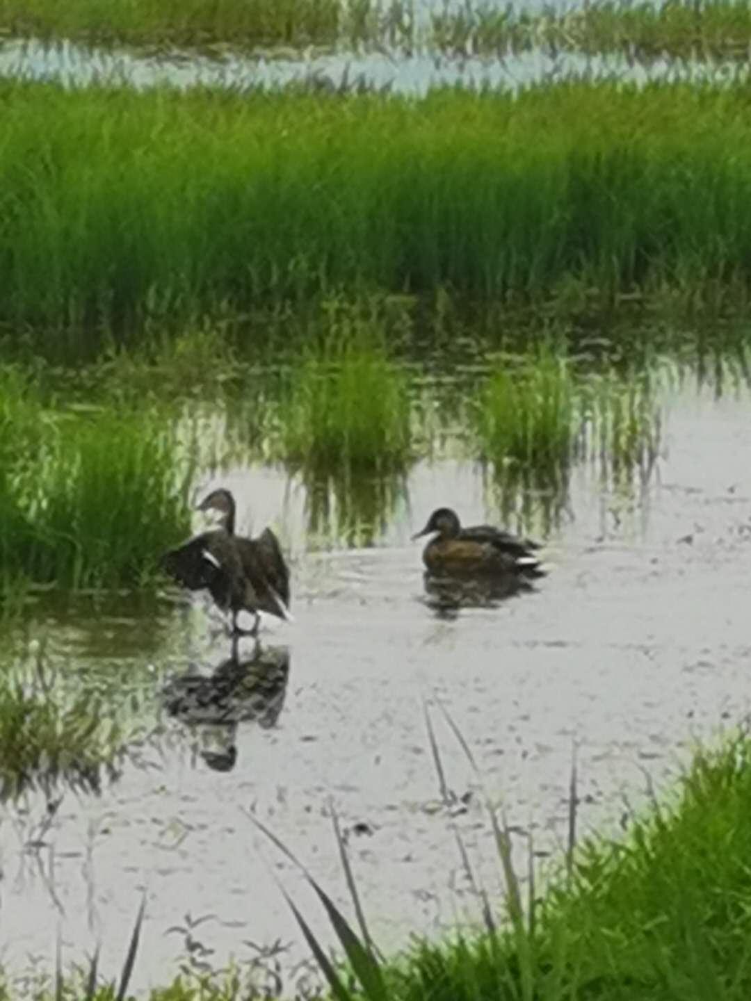 胡桃夹综合征能活多久,胡桃夹综合征超声视频