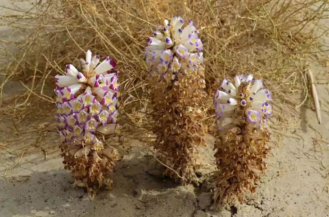 全新疆著名的特产,盘点十大新疆的特产