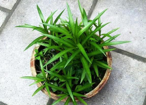 怎么养吊兰能长得好？做到这5点，盆栽观赏价值贼高