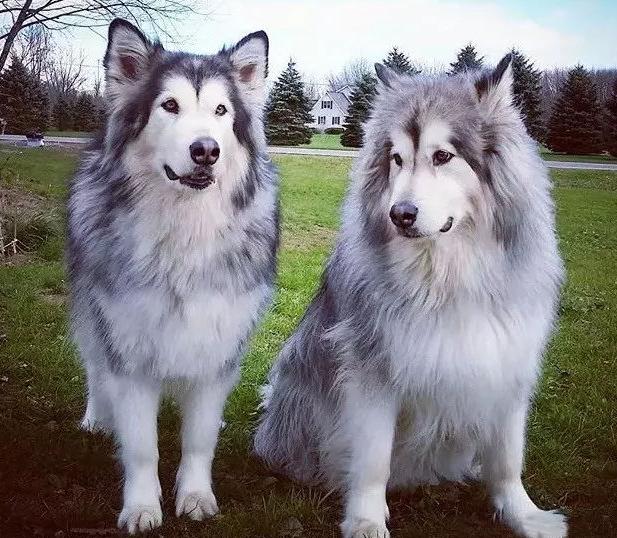 阿拉斯加吃什么狗粮比较好,阿拉斯加吃什么狗粮便宜