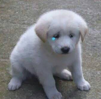 狗狗眼睛流泪发红是什么原因,狗狗流泪是怎么回事怎样解决